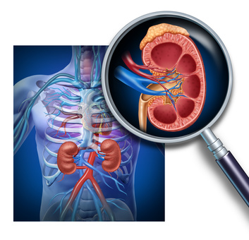 Human kidney magnification from a body as a medical diagram with a cross section of the inner organ with red and blue arteries and adrenal gland as a health care illustration of the anatomy of the urinary system.