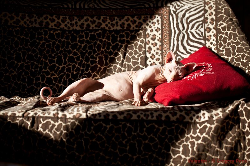 4 аргумента в пользу того, что спать нужно абсолютно голым