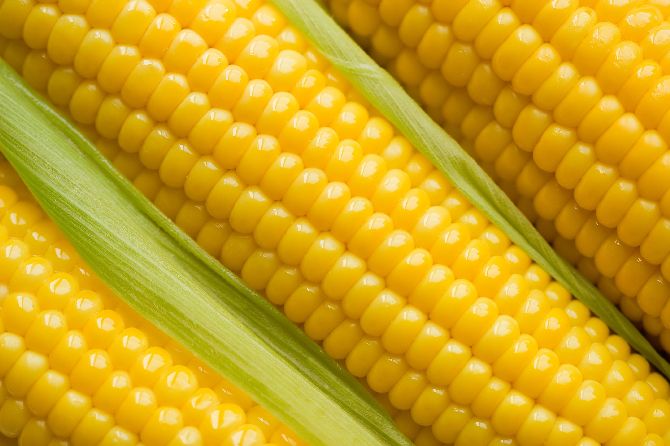 corn21_result