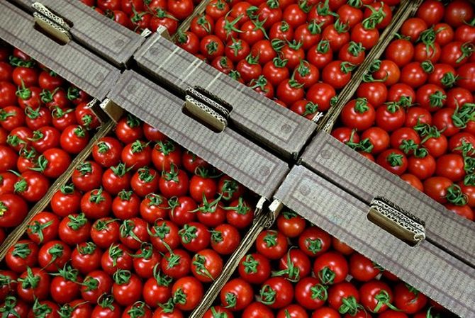 Знали ли вы о том, что обычные помидоры являются эффективным противораковым средством