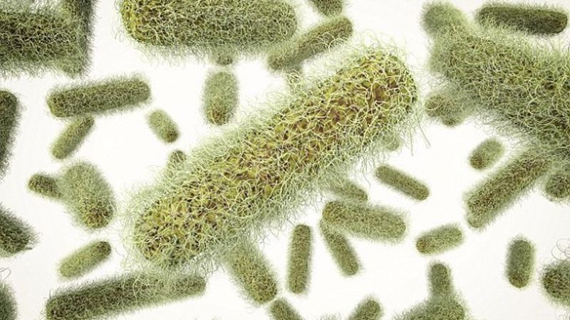 Бактерии Salmonella, которые обычно вызывают пищевое отравление, могут быть использованы для уничтожения рака