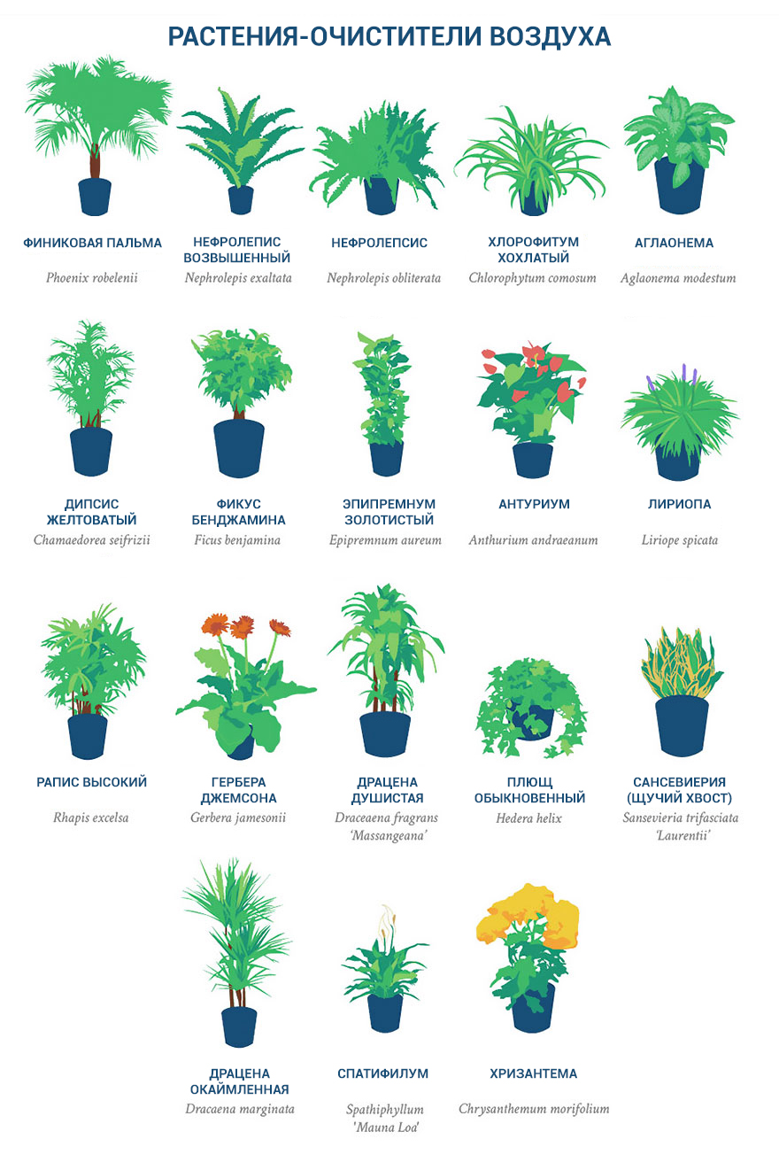НАСА опубликовала список самых лучших растений-очистителей воздуха. Они должны быть в каждой квартире