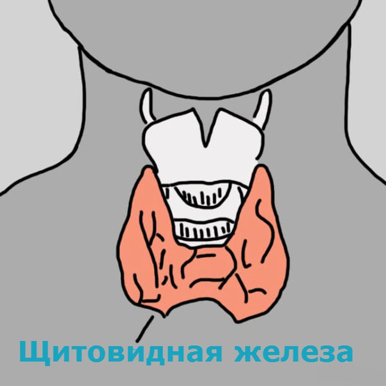 Щитовидная железа — 12 предупреждающих звоночков