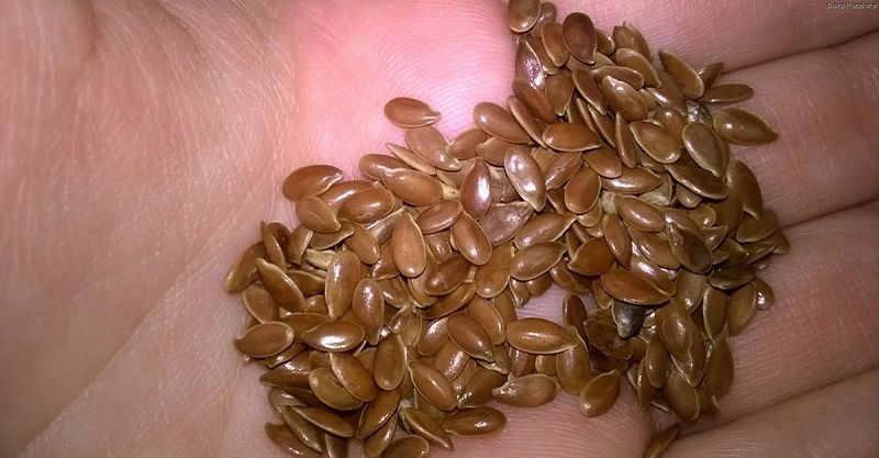 Вы даже не догадывались, какой большой полезной силой для организма обладают эти маленькие семена