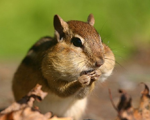 Twitch Chipmunk