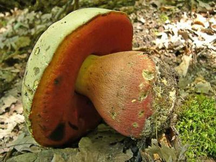 Будьте осторожны: эти грибы особенно опасны