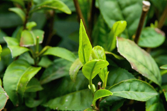 Какие заболевания можно вылечить маслом чайного дерева