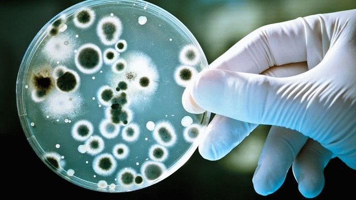 Заразный образ жизни: невероятная опасность, которую бактерии представляют для человека