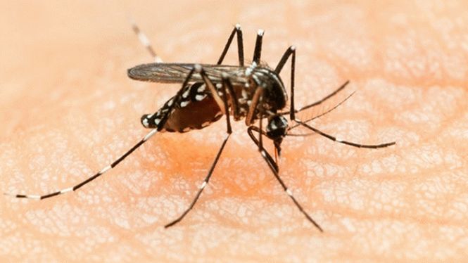 В Украине существуют комары, способные переносить страшный вирус