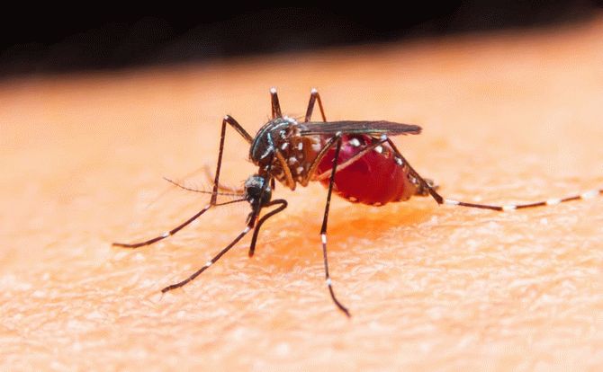 Почему одних людей комары кусают больше, чем других