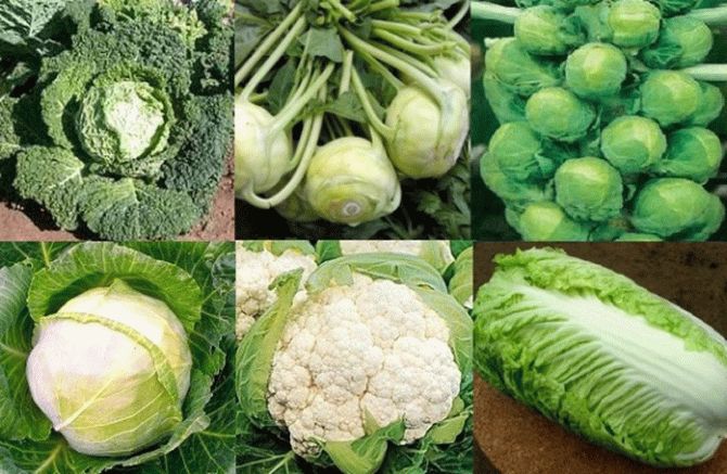 Этот распространенный овощ снижает частоту рецидивов и риск смерти от рака