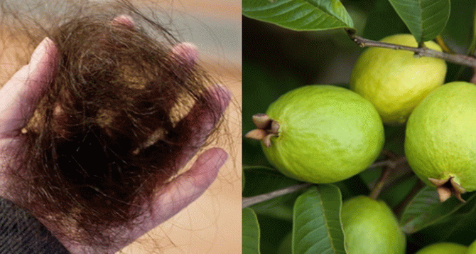 Листья этого фрукта остановят выпадение волос и не только