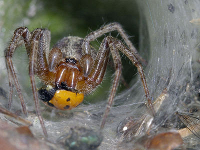 Белок, обнаруженный в яде этих пауков, может защитить мозг человека от последствий инсульта