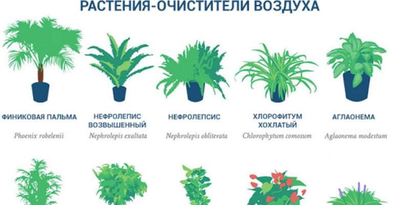 НАСА опубликовала список самых лучших растений-очистителей воздуха. Они должны быть в каждой квартире