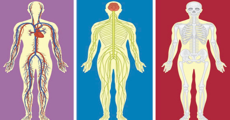 Анатомический тест на знание собственного тела, с которым могут справиться лишь 3% мужчин