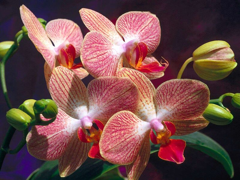 Чтобы цвела подольше или круглый год: 9 простых правил правильного ухода за орхидеей