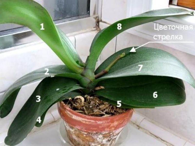 Чтобы цвела подольше или круглый год: 9 простых правил правильного ухода за орхидеей