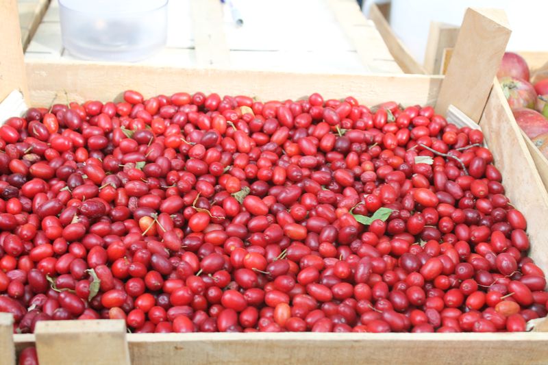 Красные овальные ягоды от простуды, инфекций и геморроя: 7 лечебных свойств кизила