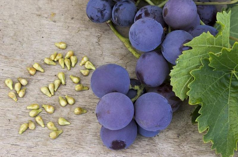 Виноградные косточки: мощная антиоксидантная сила, которую мы часто выплевываем