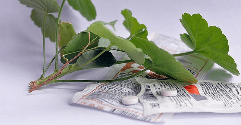 Достаточно 1 таблетки за гроши: янтарная кислота для здоровья и долговечности домашних цветов