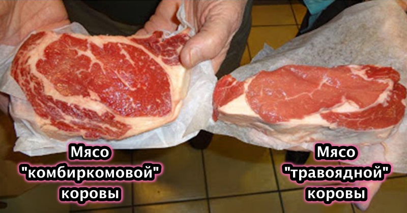 Как не ошибиться в выборе натуральной говядины и купить мясо от "травоядной" коровы