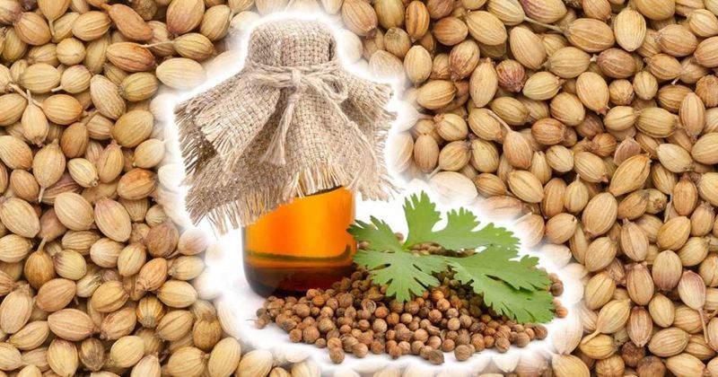 Масло из семян кориандра: 9 полезных и лечебных свойств специи на страже вашего здоровья