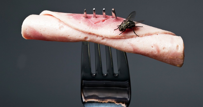 Еда как биологическое оружие, или почему стоит обходить стороной продукты, на которые садилась муха