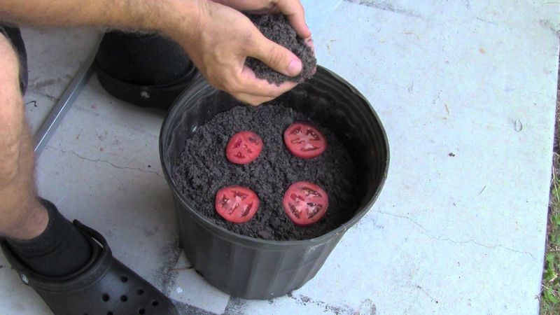 Самый простой способ выращивания помидоров, или почему не стоит выбрасывать порченые томаты