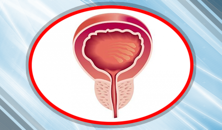Анатомия и физиология простаты