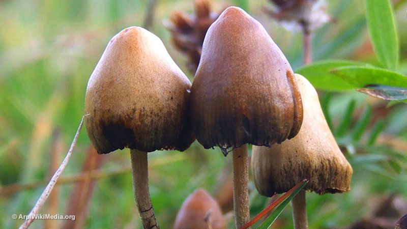 "Волшебные грибы" оказались мощным лекарством для борьбы с депрессией