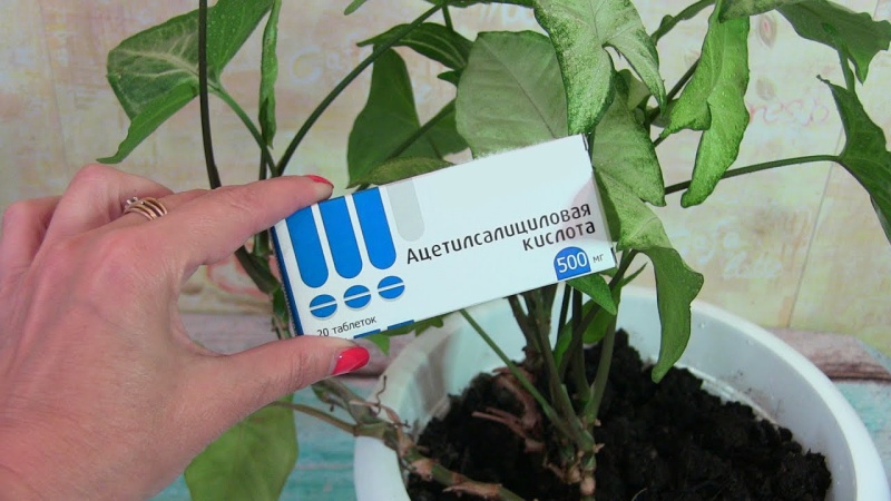 Сахар и аспирин под корень: ускорить рост комнатных растений можно при помощи простых средств