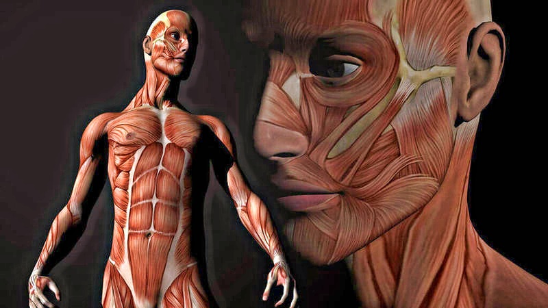 Удивительные факты о внутренних органах человеческого тела