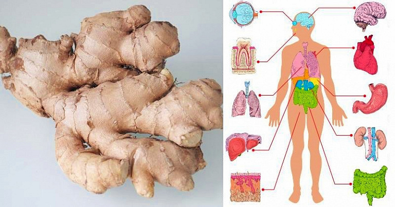 Против грибков и токсинов: целительные свойства имбиря, которые известны не каждому