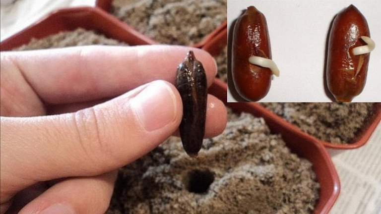 Настоящая финиковая пальма: как вырастить большое экзотическое растение из маленькой косточки