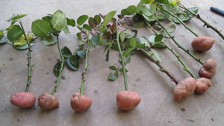 Как вырастить красивые ароматные розы из картошки