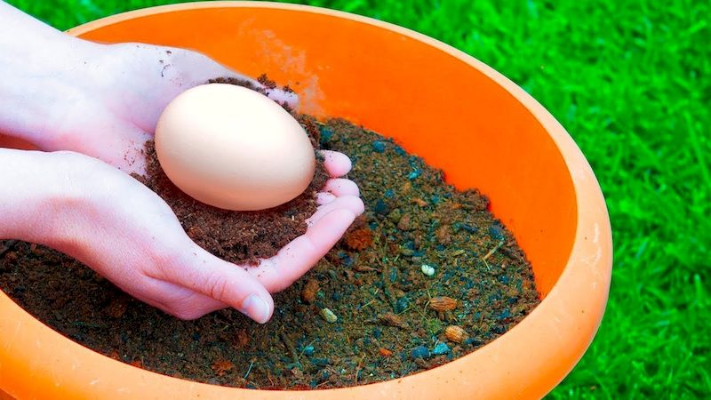 Зачем люди закапывают яйца: яичная скорлупа как лучшее органическое удобрение