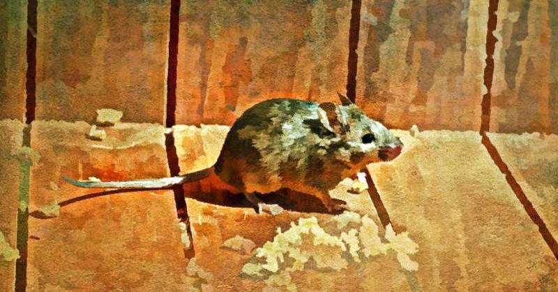 Как избавиться от мышей в доме? Любая мышь способна повредить стены, провода, и даже одежду. Хуже всего, эти вредители могут быть переносчиками болезней. Но если завести кота не получается, помогут природные репелленты - мощное средство от мышей.