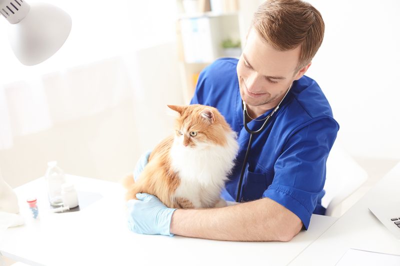 Кастрация кота. Особенности выбора клиники и преимущества процедуры