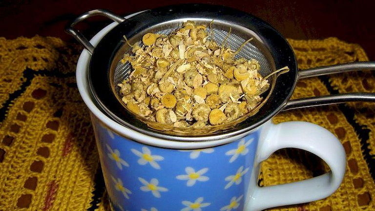 Ромашка как лучшее лекарство наших бабушек: ромашковый чай и его 15 целебных свойств