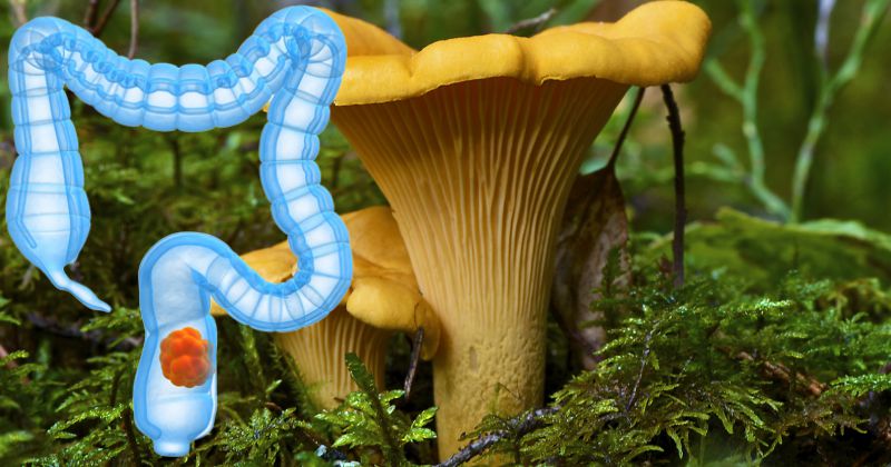 8 целебных грибов, обладающих мощным противораковым эффектом