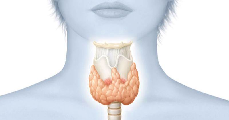 18 признаков заболевания щитовидной железы: как узнать, что ваша щитовидка на пределе или слишком ленива