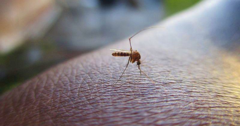 Укус комара: как быстро избавиться от мучительного зуда