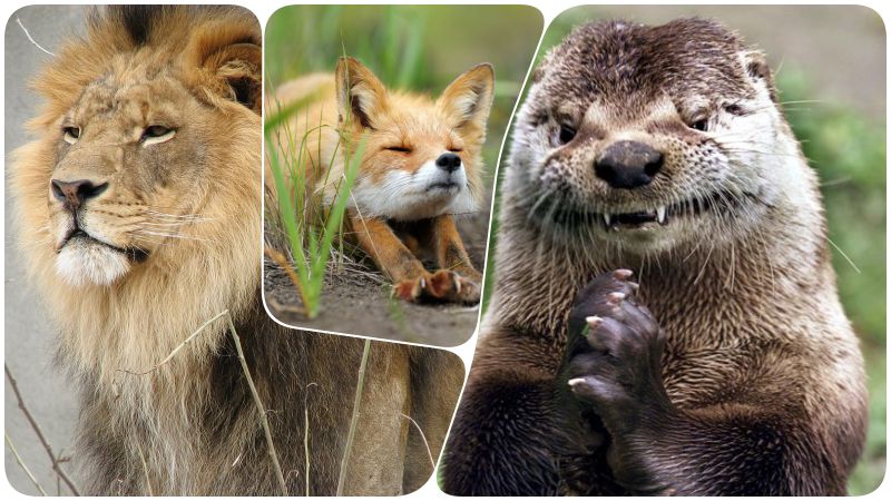 Лев, лиса или выдра: психологический тест определит, кто ваш двойник в мире животных