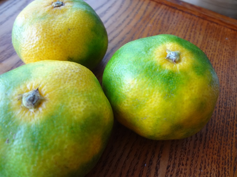 Покупаем качественные мандарины: как определить, что перед вами хороший фрукт
