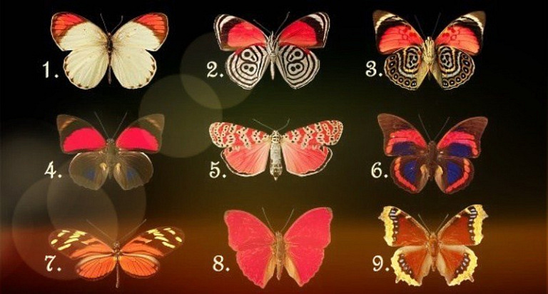 Выберите бабочку и узнаете, что преобладает в вашем характере