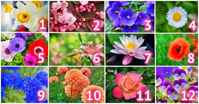 Узнайте свой цветок и получите характеристику по месяцу рождения