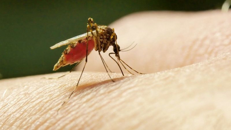 6 действенных способов избавиться от зуда после укуса комаров