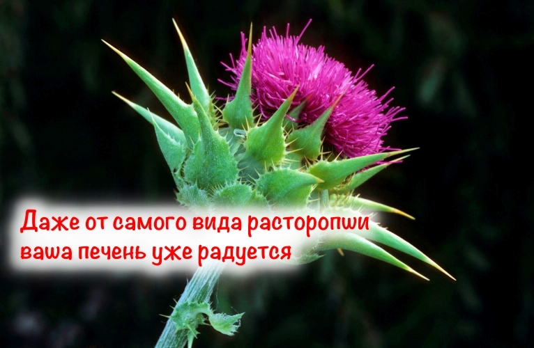 С виду сорняк, но внутри спасение для вашей печени: расторопша и ее полезные свойства