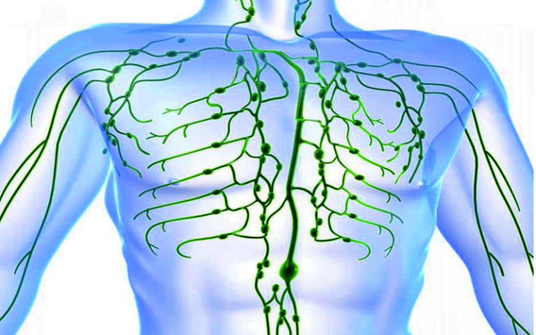 Лимфатическая система: 10 советов для улучшения лимфодренажа ради вечной молодости