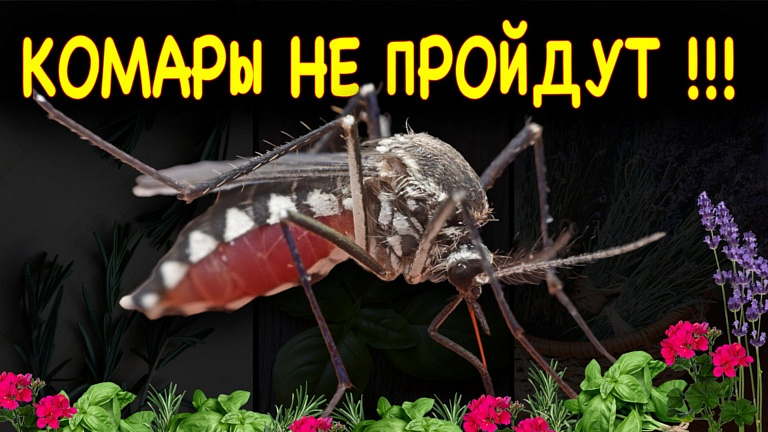 10 врагов комаров среди растений на вашей кухне, или как избавиться от комаров без вредной химии